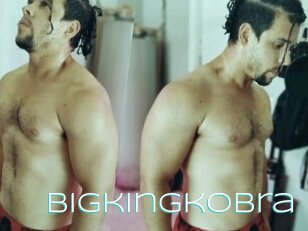 Bigkingkobra
